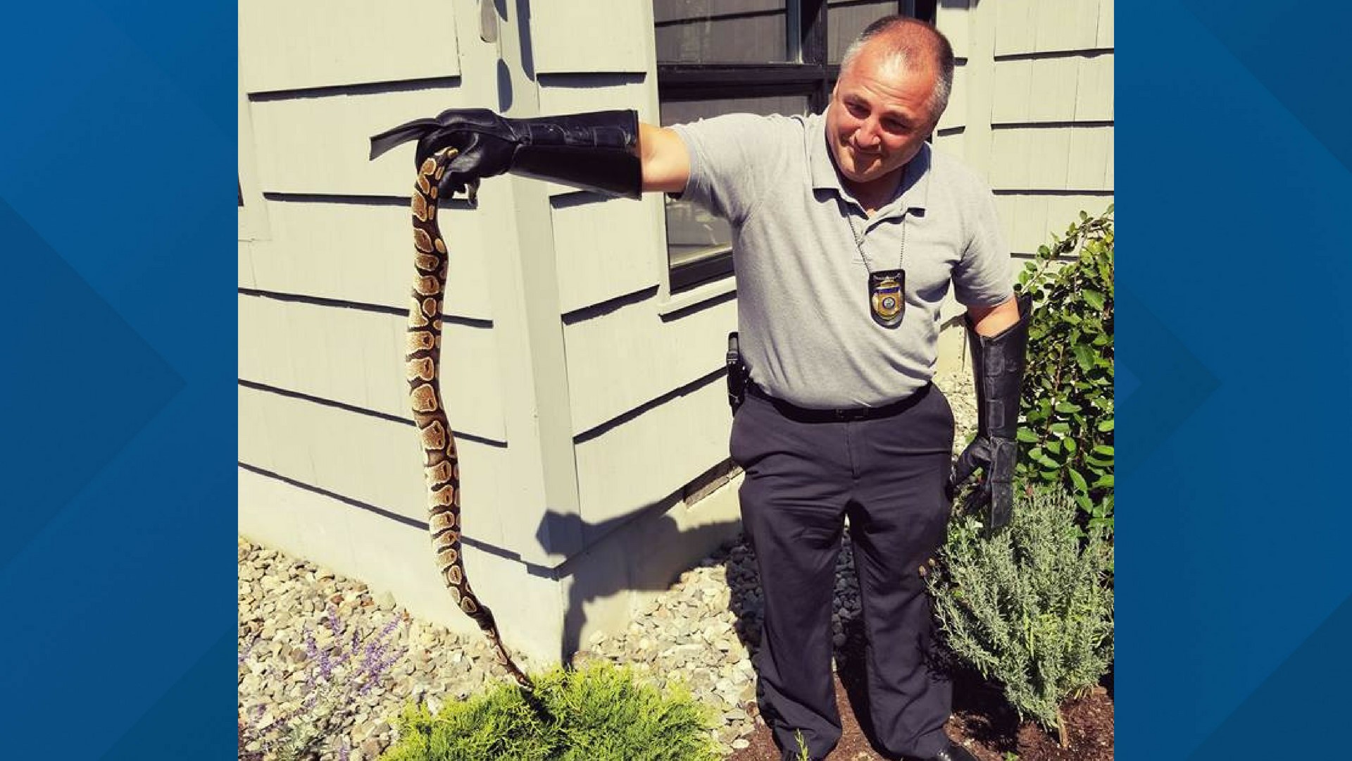 SNAKE HASTE | Four-foot python on the loose in Camden | newscentermaine.com