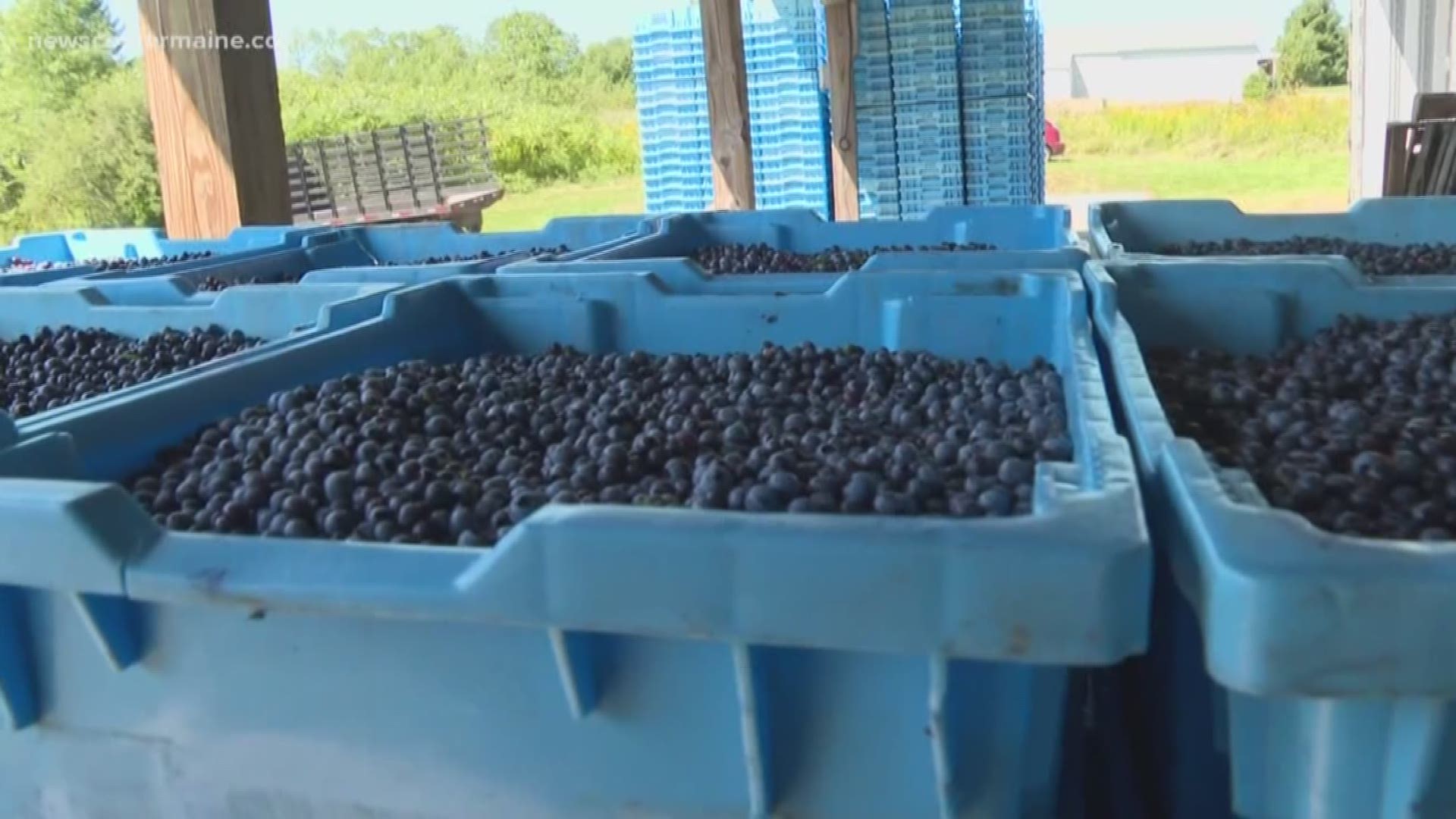 The current trade battle between the United States and China is hitting close to home, taking away USDA financial help for Maine's blueberry industry.