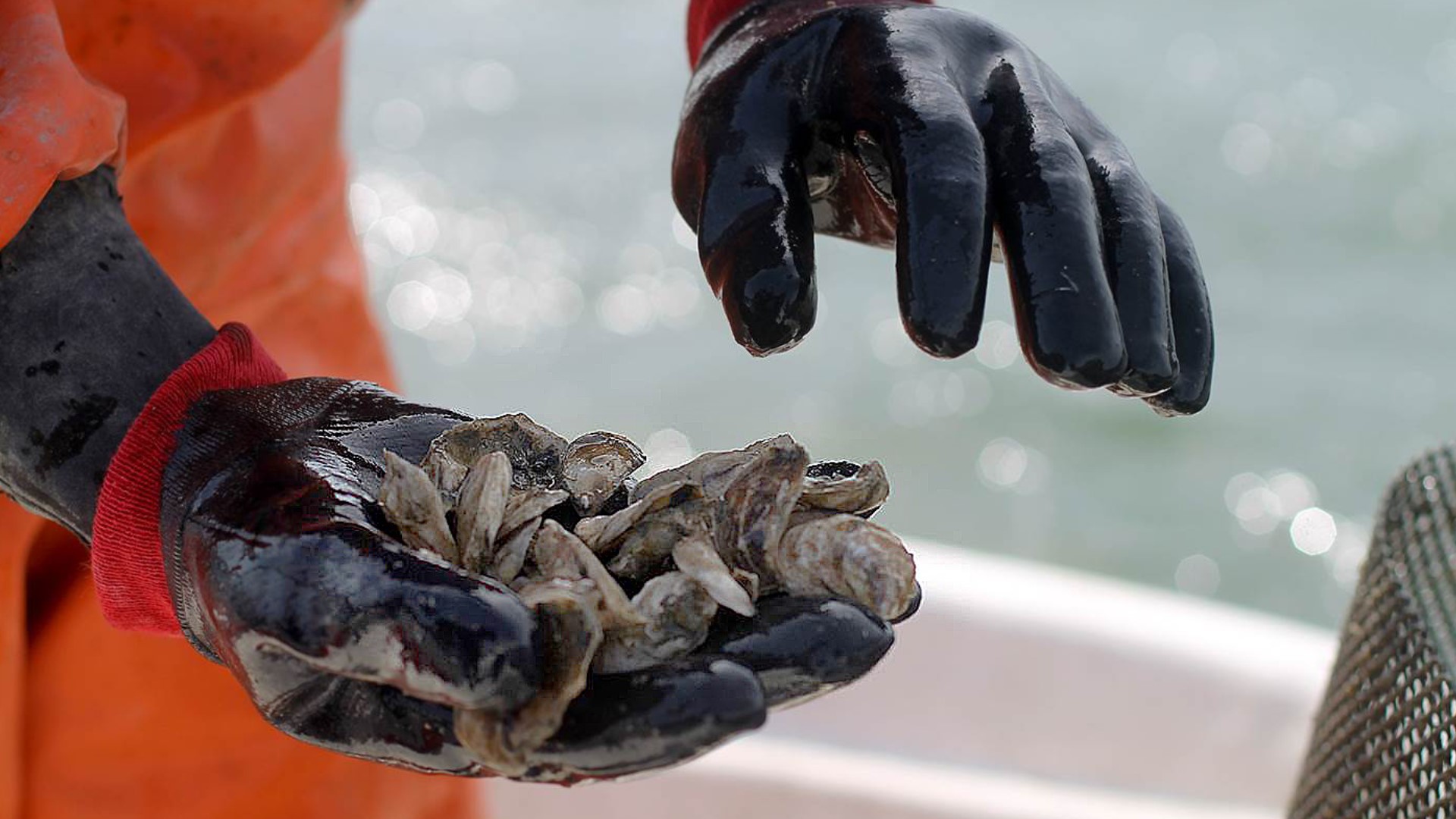 Section of Damariscotta River is closed to shellfish harvesting