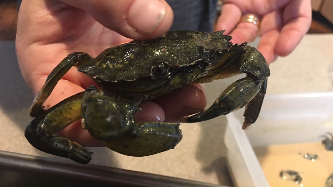 Turning Maines Invasive Crab Problem Into A Potential Tasty Profit