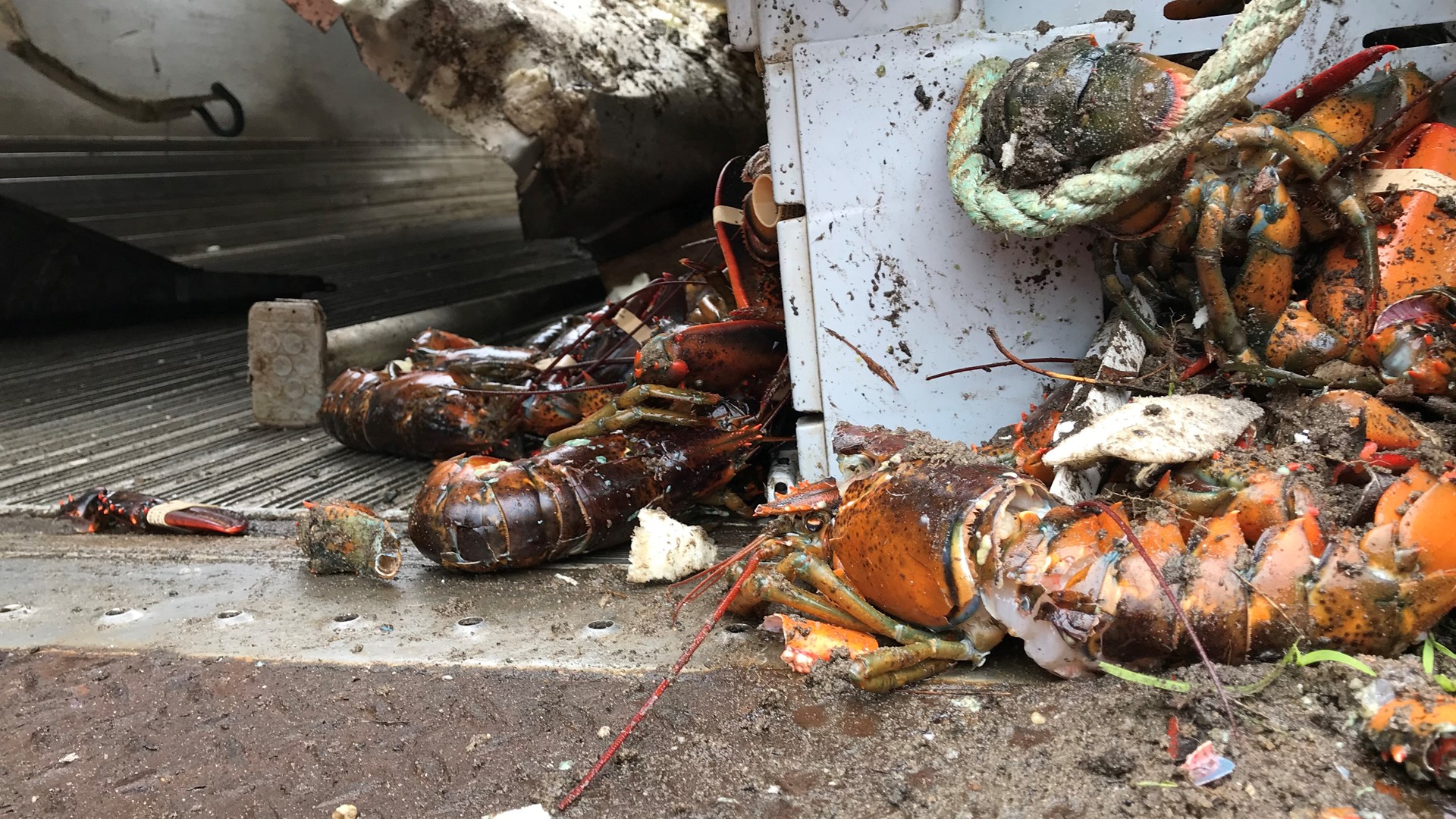 LOBSTERS LOST 7,000 lbs of lobster spill onto Route 1 in crash