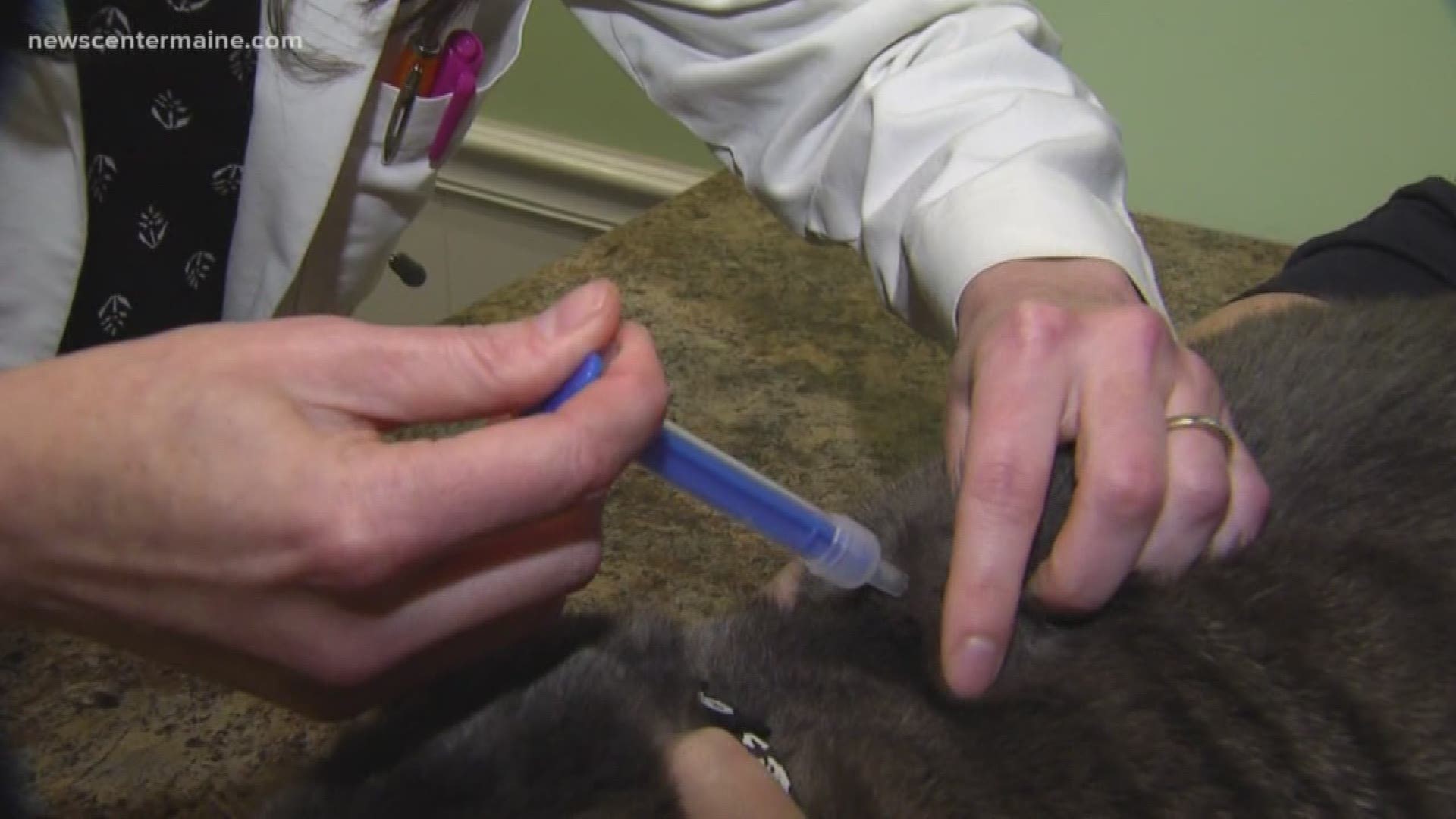 Maine requires strict licensing laws for practicing veterinarians in the state.