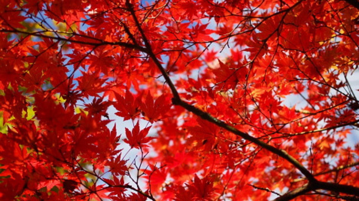 MAINE FALL FOLIAGE Interactive map shows when fall 