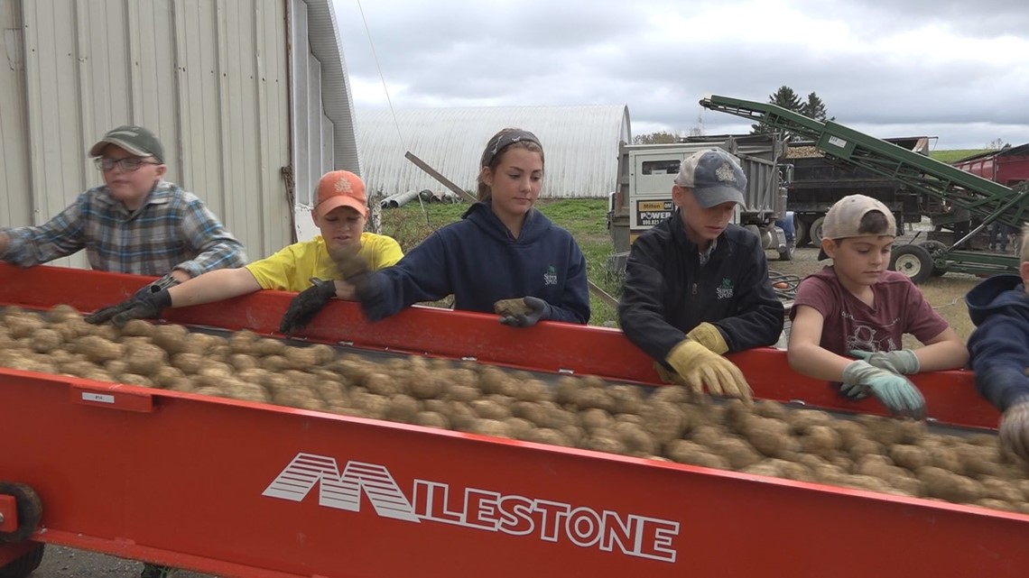 Dying Tradition: School Break For The Potato Harvest In Aroostook ...