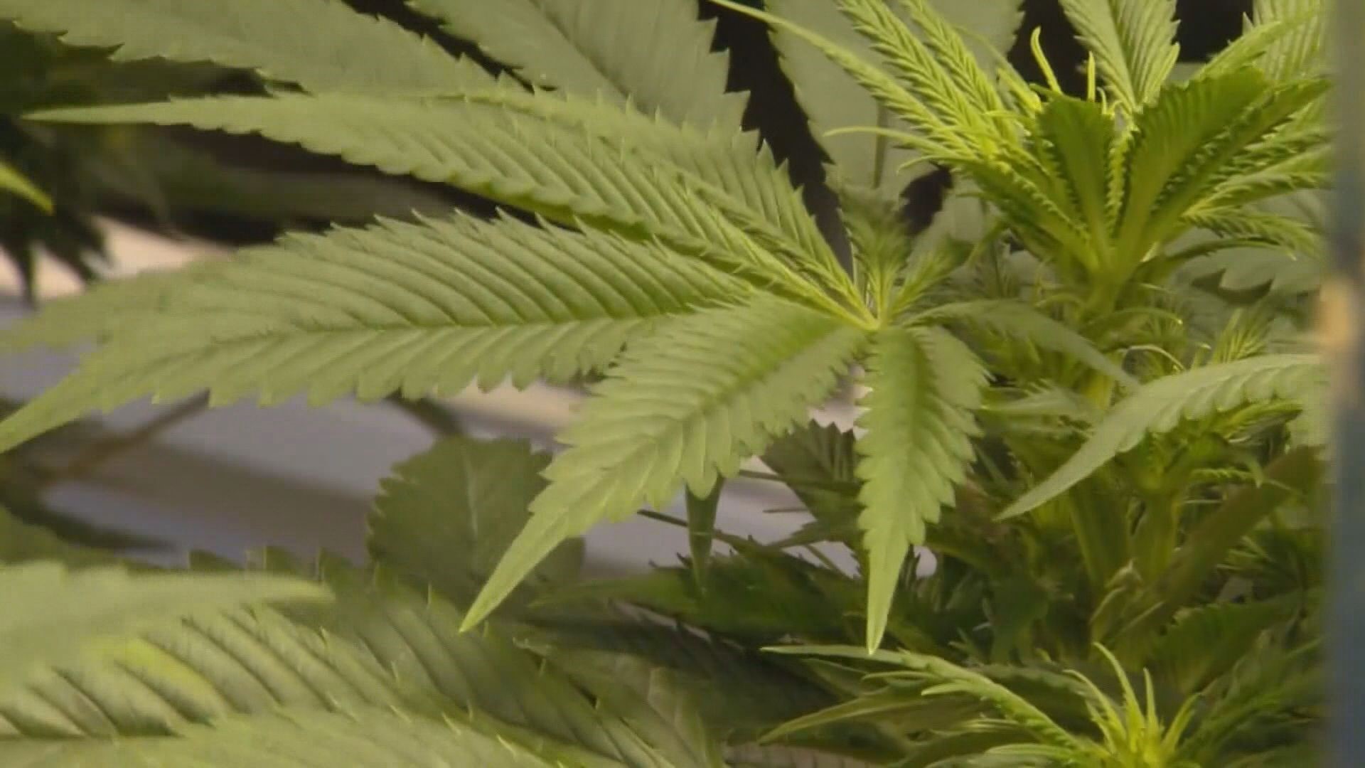 Recreational pot sales in Maine could be a reality as early as this year.