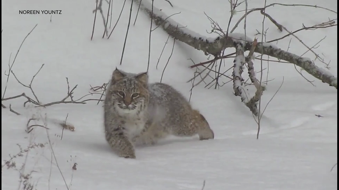 can i use dogs to hunt bobcats in maine