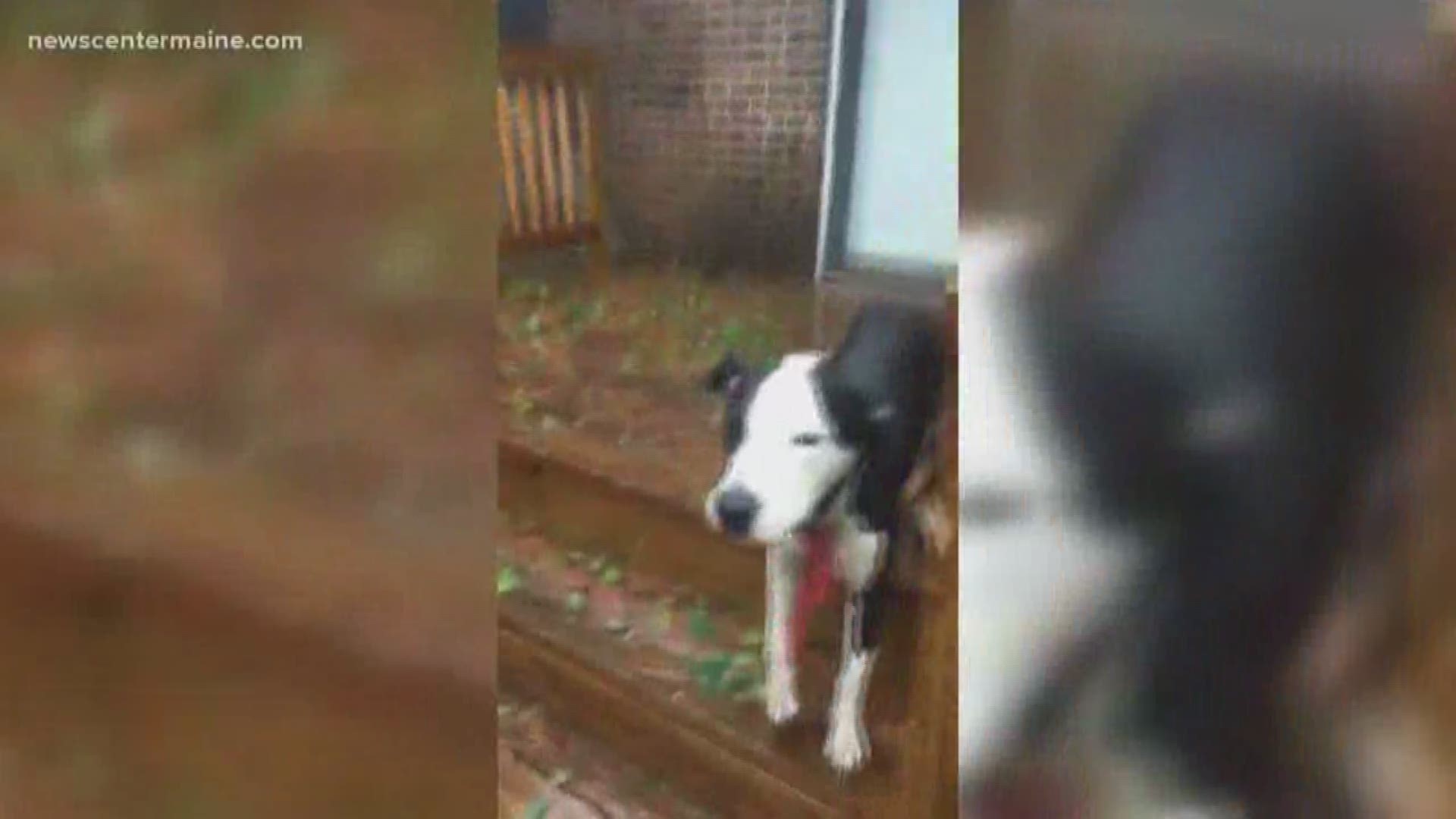Check out two Mainers that saved this smooching pup during the hurricane