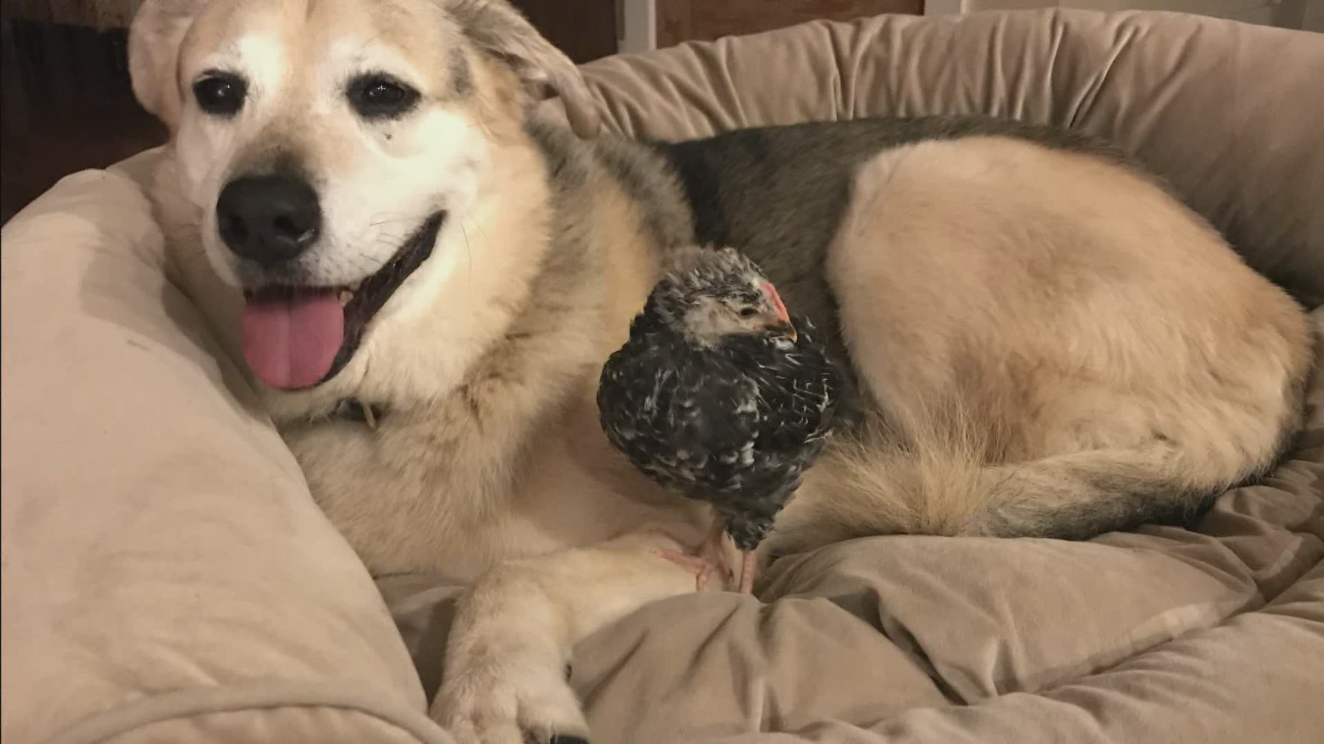 When a chicken made its way into a Maine home, the homeowner had no idea it would lead to a strong bond with the family dog.