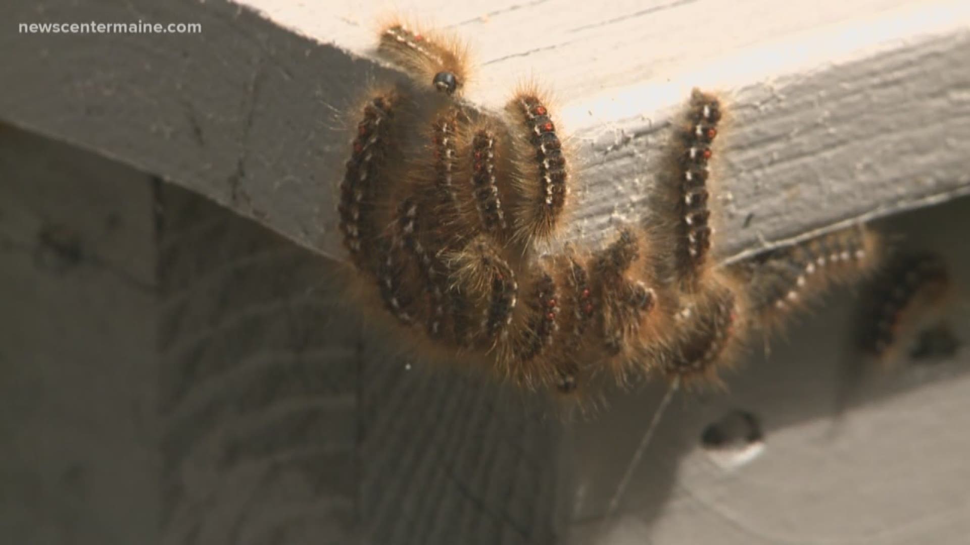 Brown Tail Moths are spreading | newscentermaine.com