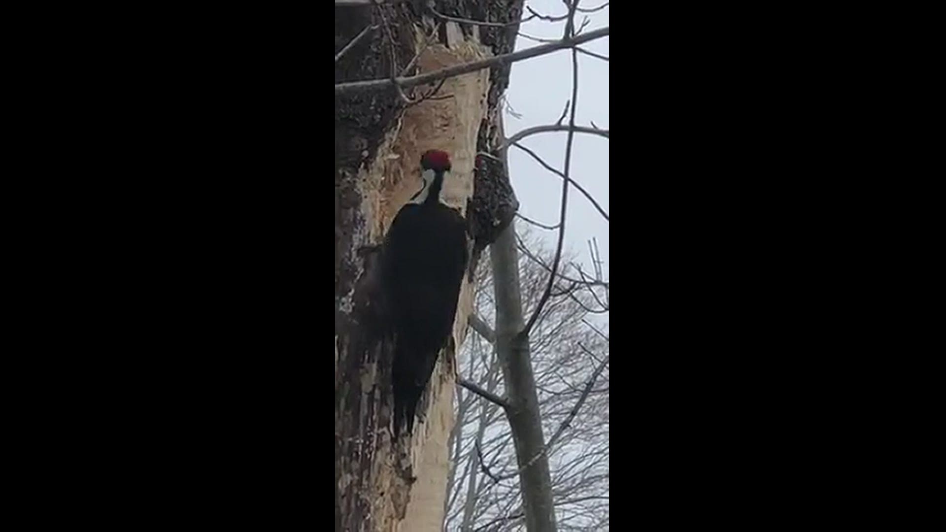 Pileated Woodpecker on Valentines Day
Credit: Reed Nickles