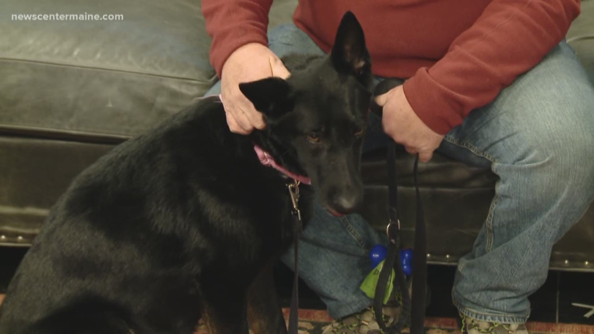 Samantha is a 5-year-old German-Shepard mix