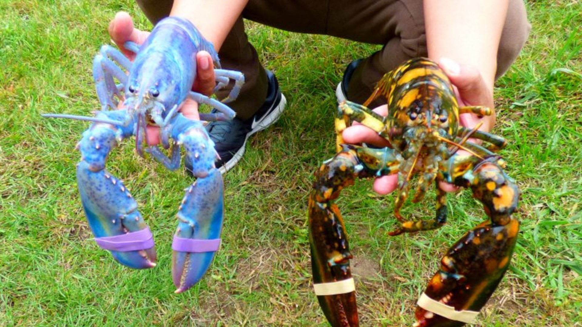 calico lobster