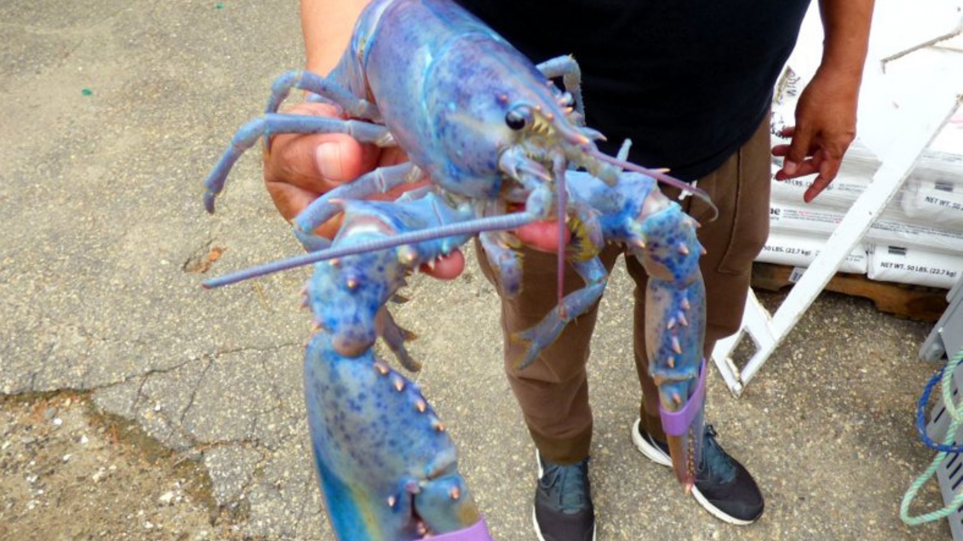 Rare calico and lavender lobsters being kept as pets by Maine family