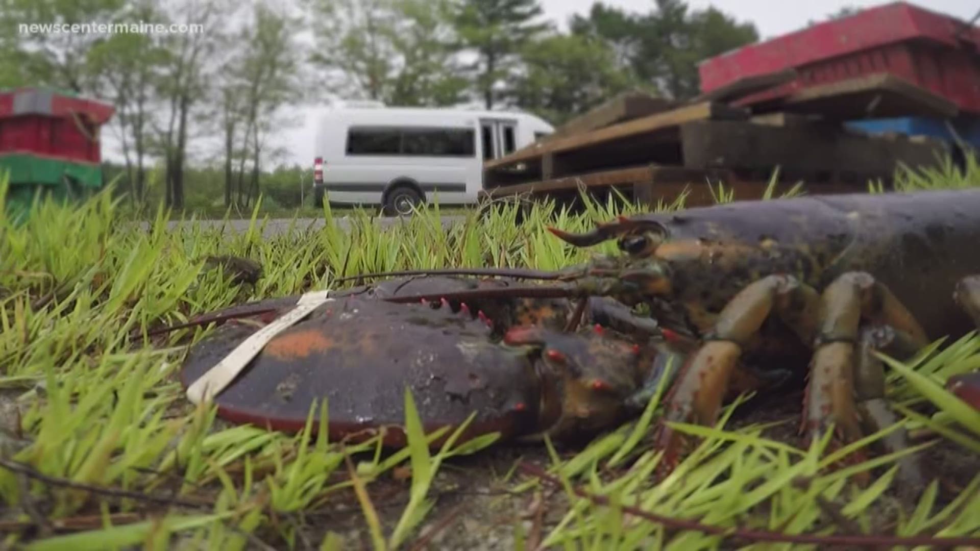 Load of live lobsters dumped on Route 1