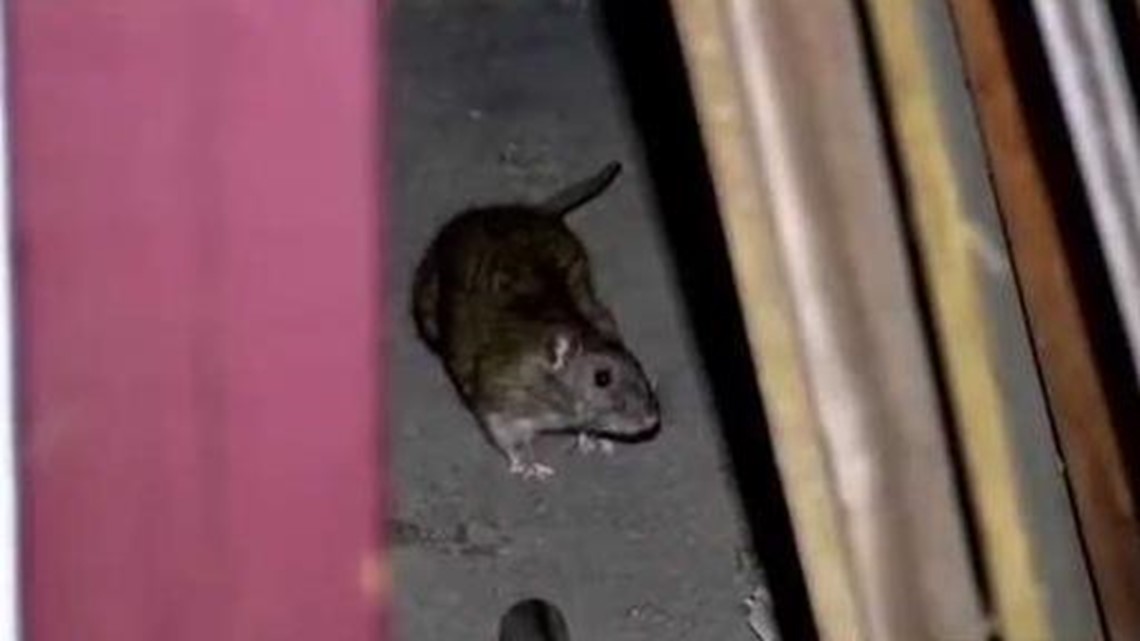 Maine residents: Are rats on the rise? | newscentermaine.com