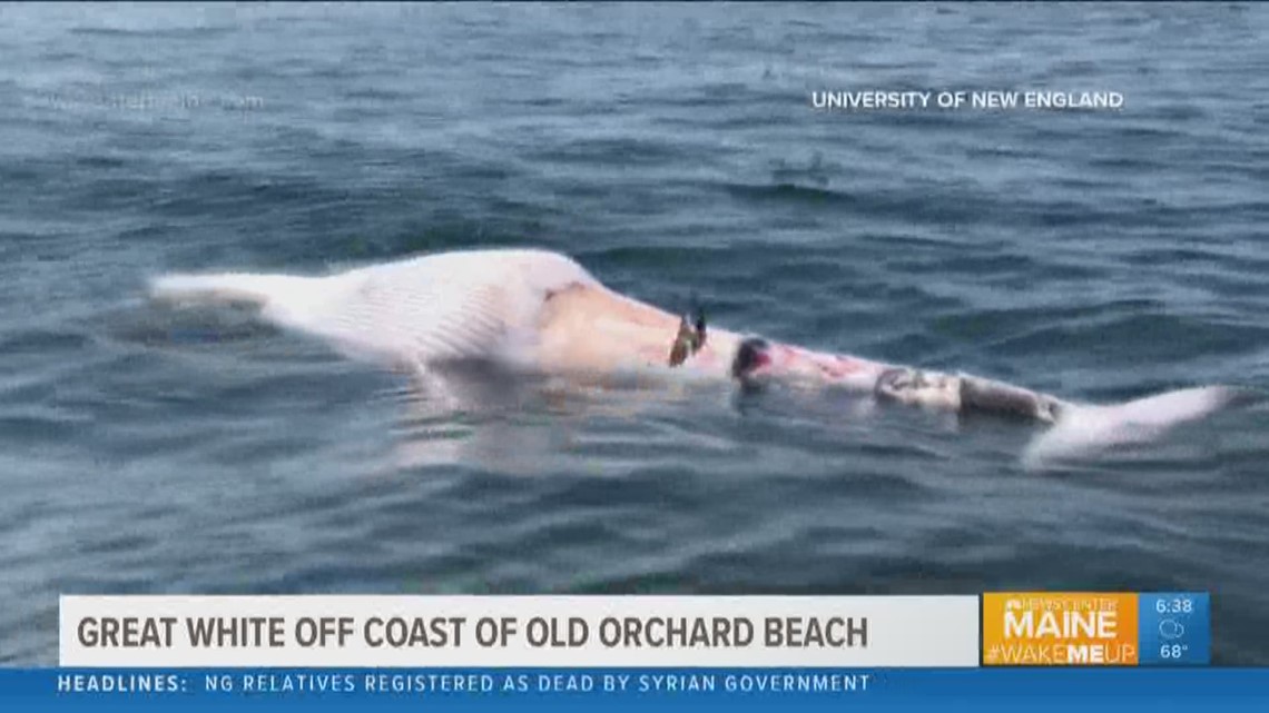 Evidence of a great white shark off of Old Orchard Beach, according to