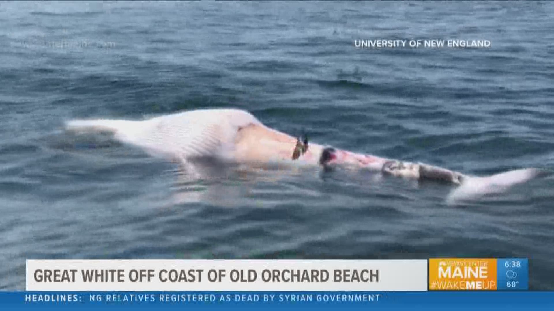 Evidence of a great white shark off of Old Orchard Beach, according to  researchers