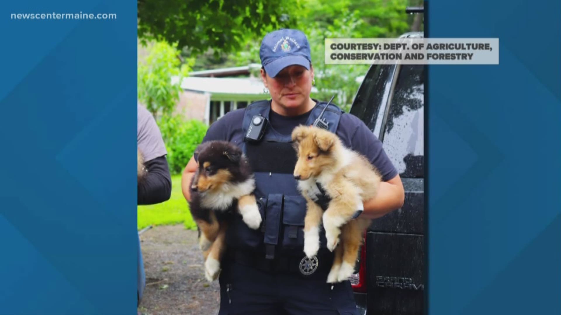 80 animals seized from Solon property