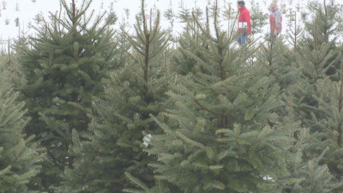 VERIFY Is there a Christmas tree shortage