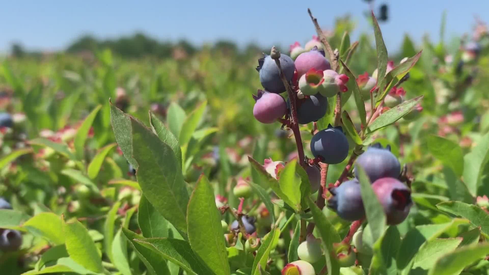 Alexander's Wild Maine Blueberries finds ways to navigate the Covid-19 pandemic during the summer season.