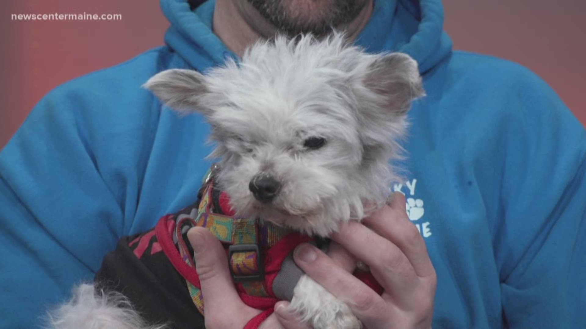 Little Ray came to Maine from Arkansas. His breed is unknown and he is blind. Ray is available at Lucky Pup Rescue