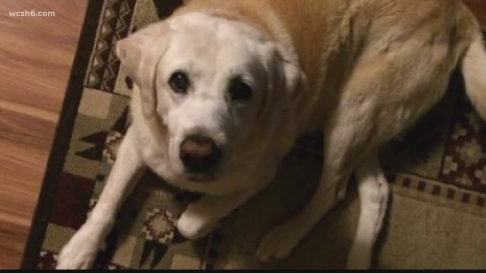 Dog missing for five days found buried in snow; alive