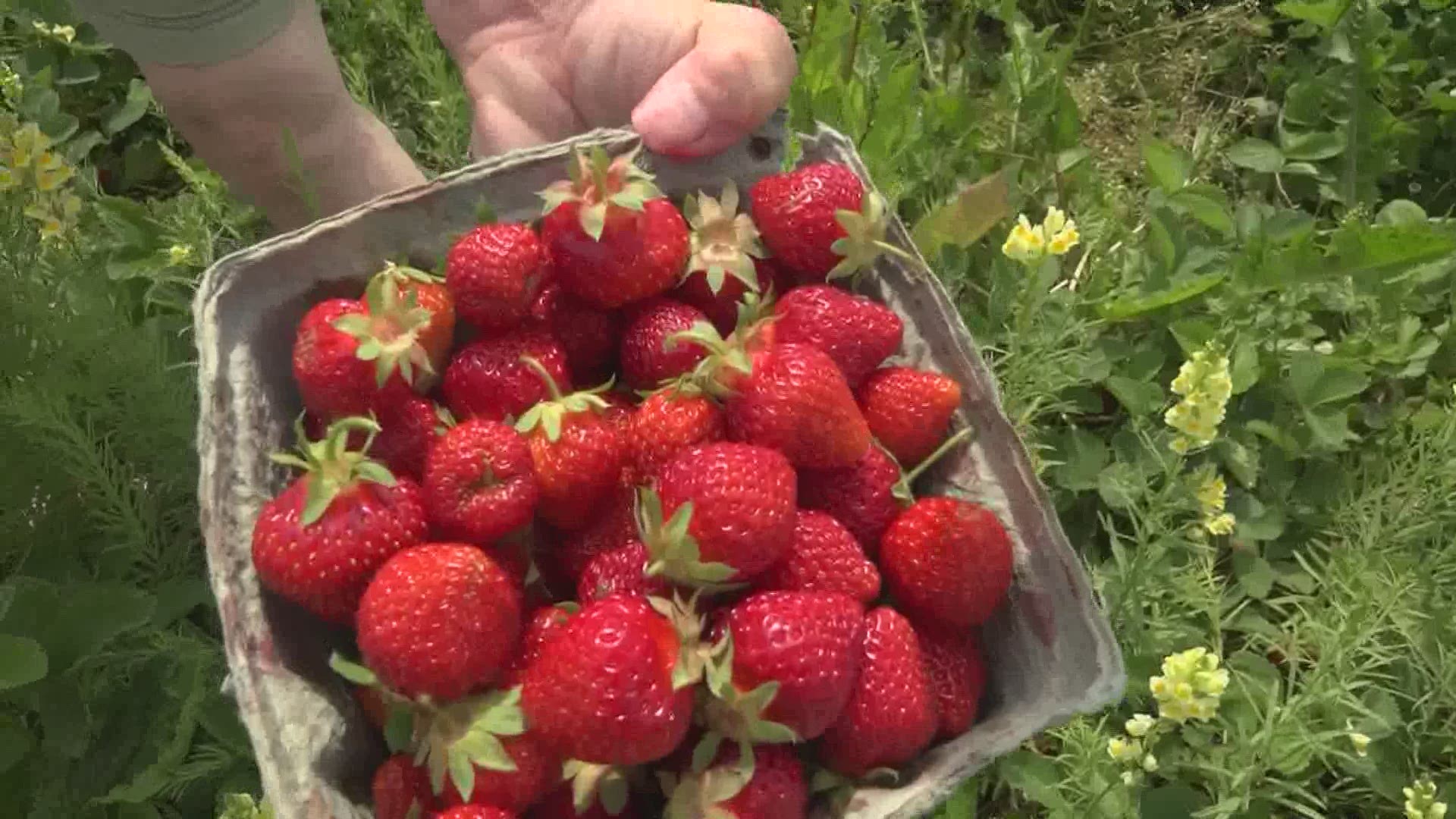 RJ Hall's Family Farm in Corinth will have fresh ripe strawberries for the next 2 weeks.