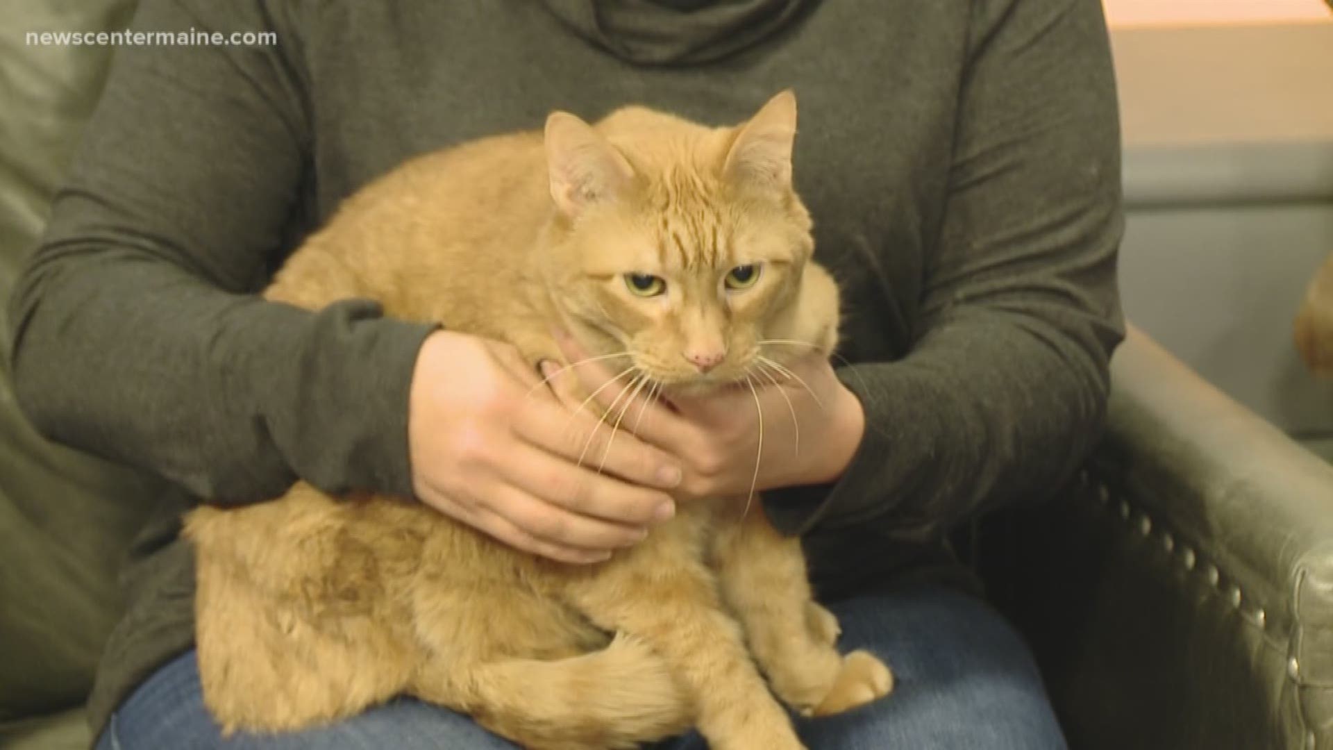 Opie the 11 year old diabetic cat is in need of a home. He's available through the Animal Refuge League of Greater Portland.