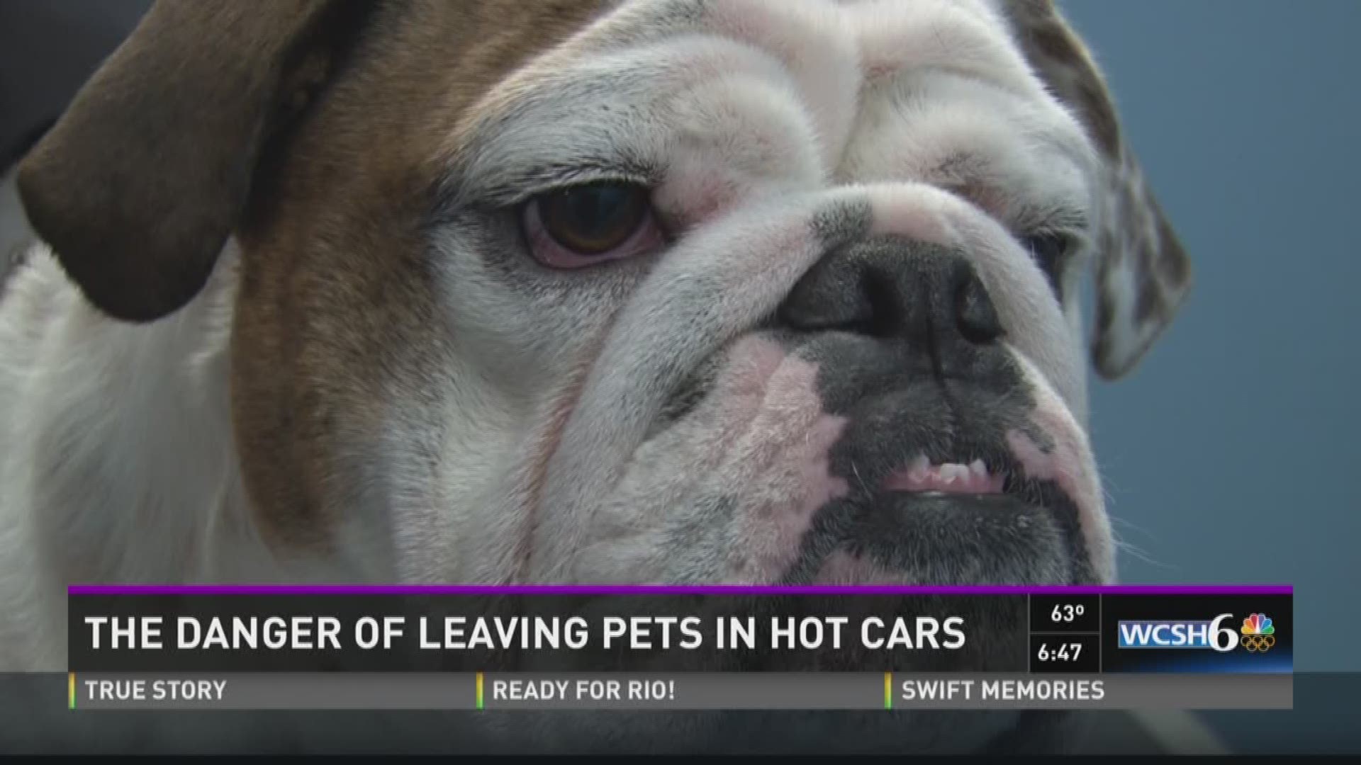 What to do if you see a pet locked in a hot car | newscentermaine.com