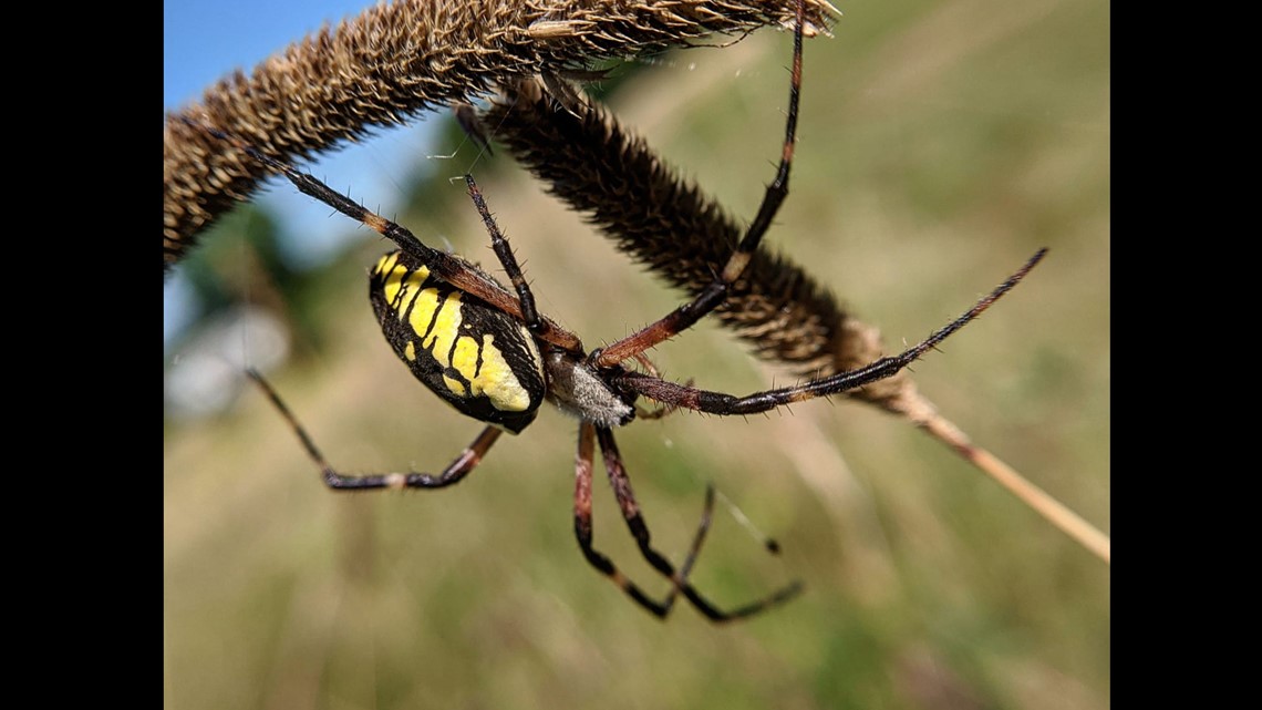 'There are spiders everywhere. There is probably a spider within three ...