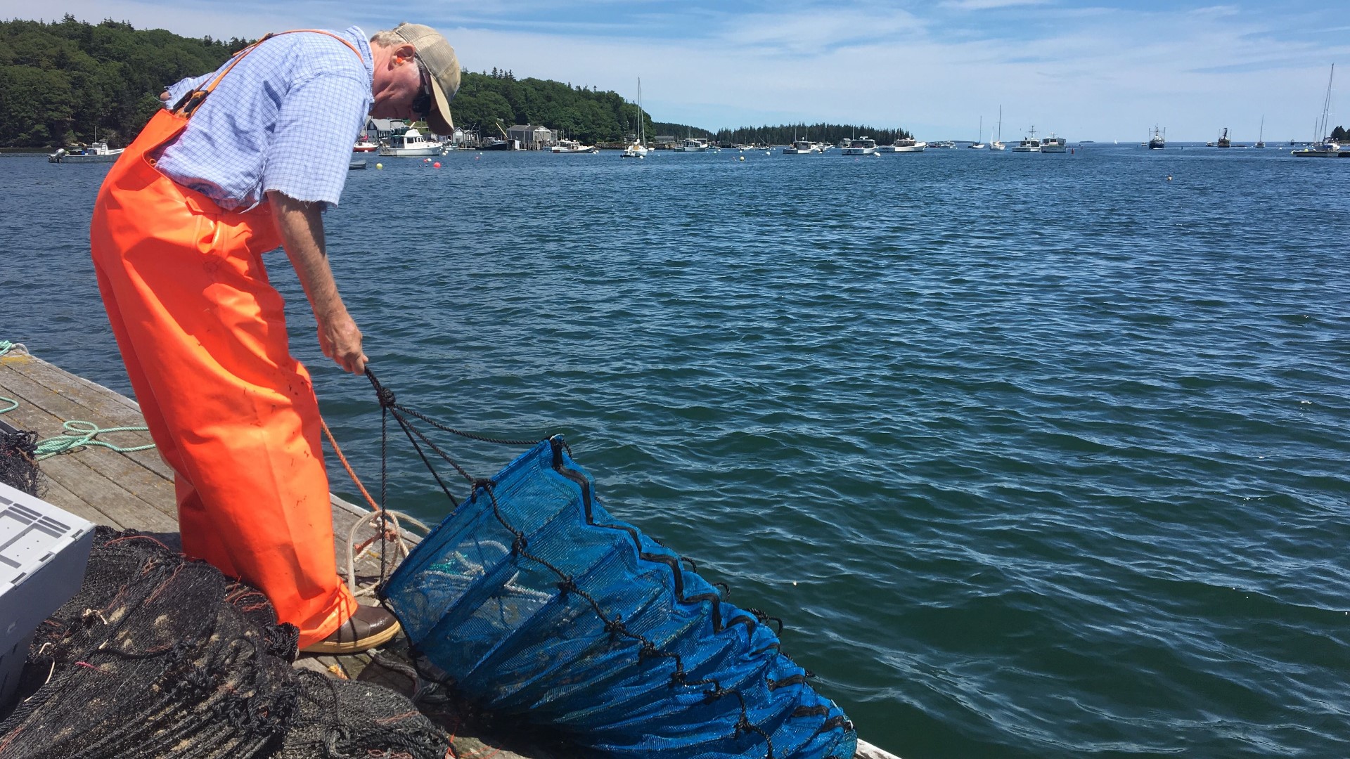 Farmed scallops cater to consumer demand, fishermen’s future