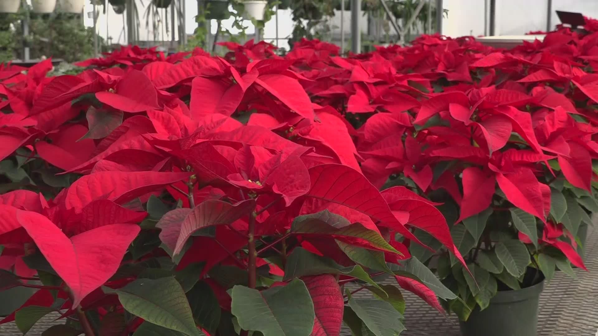 The red holiday flower is often sold as part of fundraisers. But as the pandemic continues, those fundraisers aren't happening.