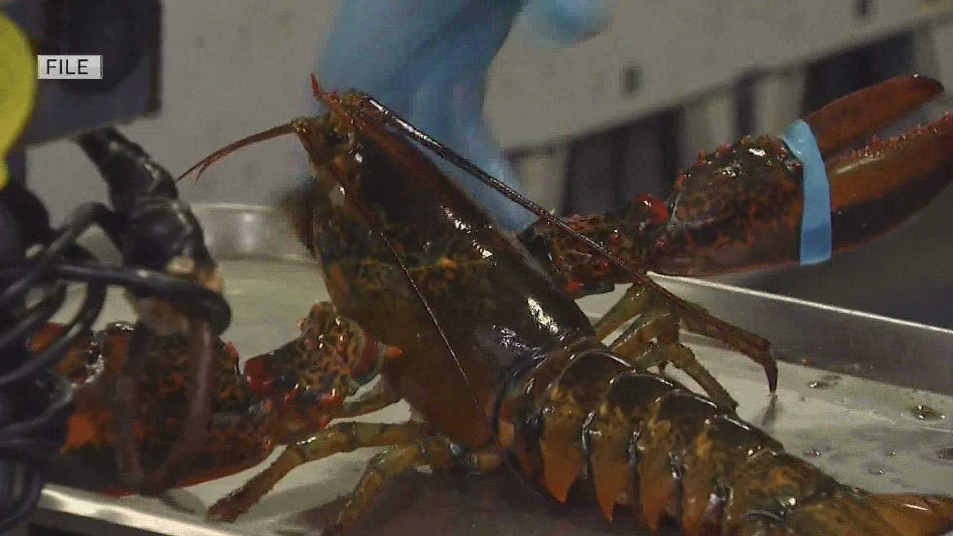 Maine lobster industry takes national stage with shoutout from Trump and appearance at the RNC