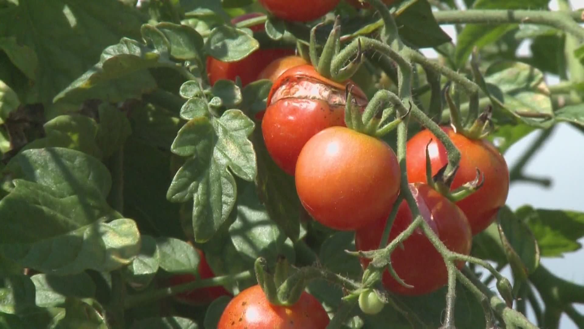 This marks the 7th consecutive year that the "One Tomato Project" is being held, and it will be offered in Aroostook County for the first time in 2021.