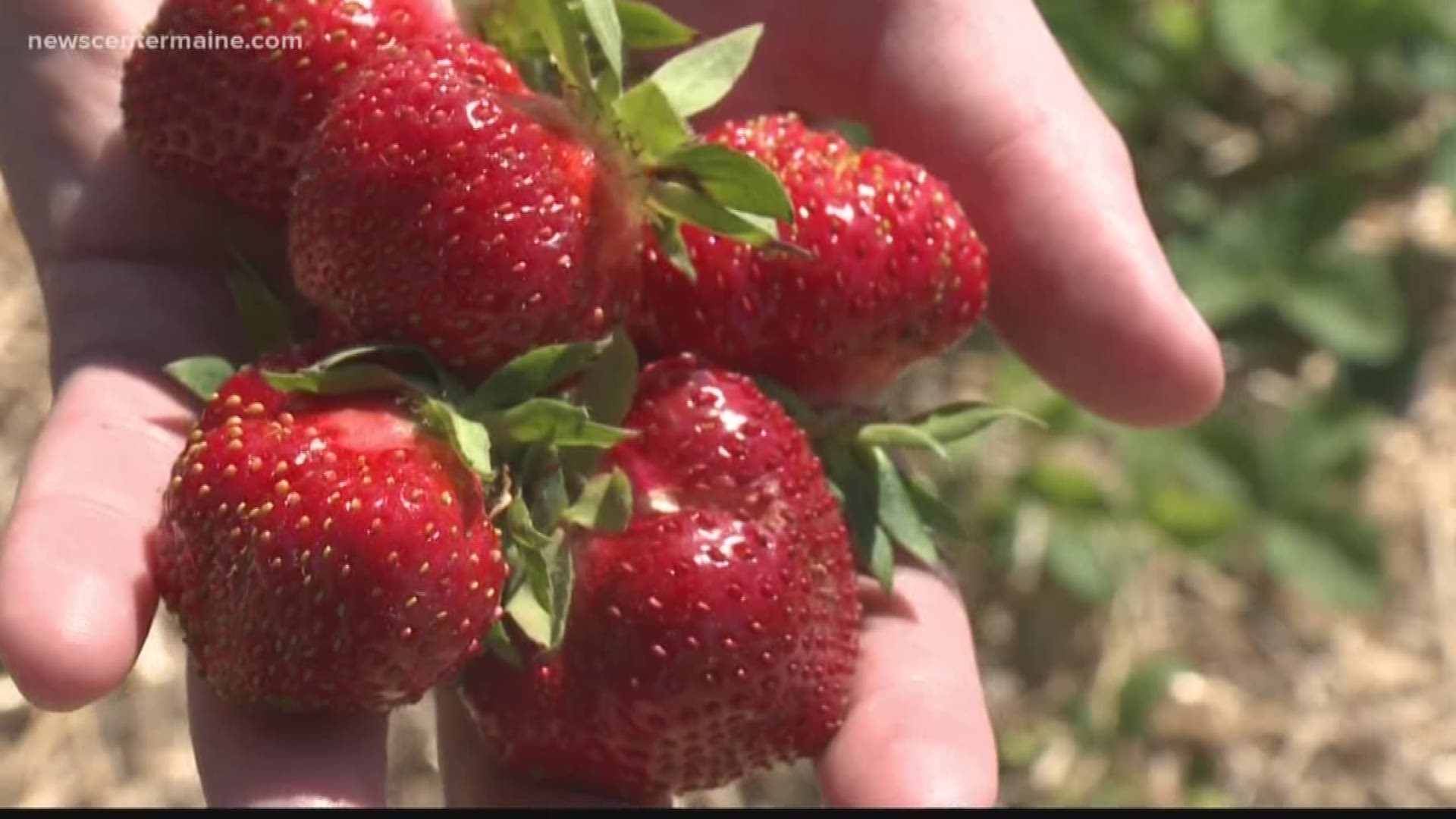 Dry weather this year could help strawberries