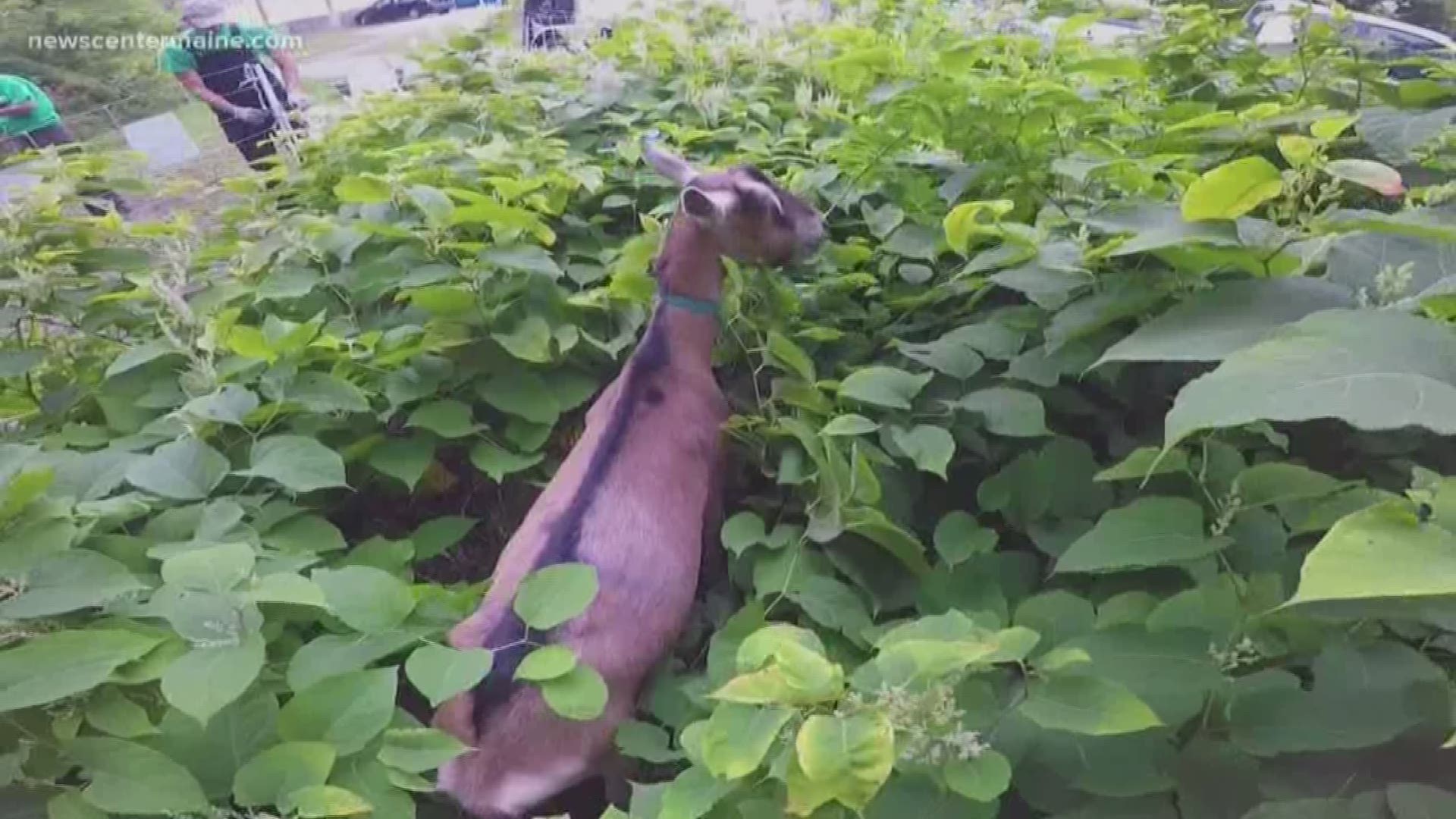 Goats being used in South Portland to rid invasive plants