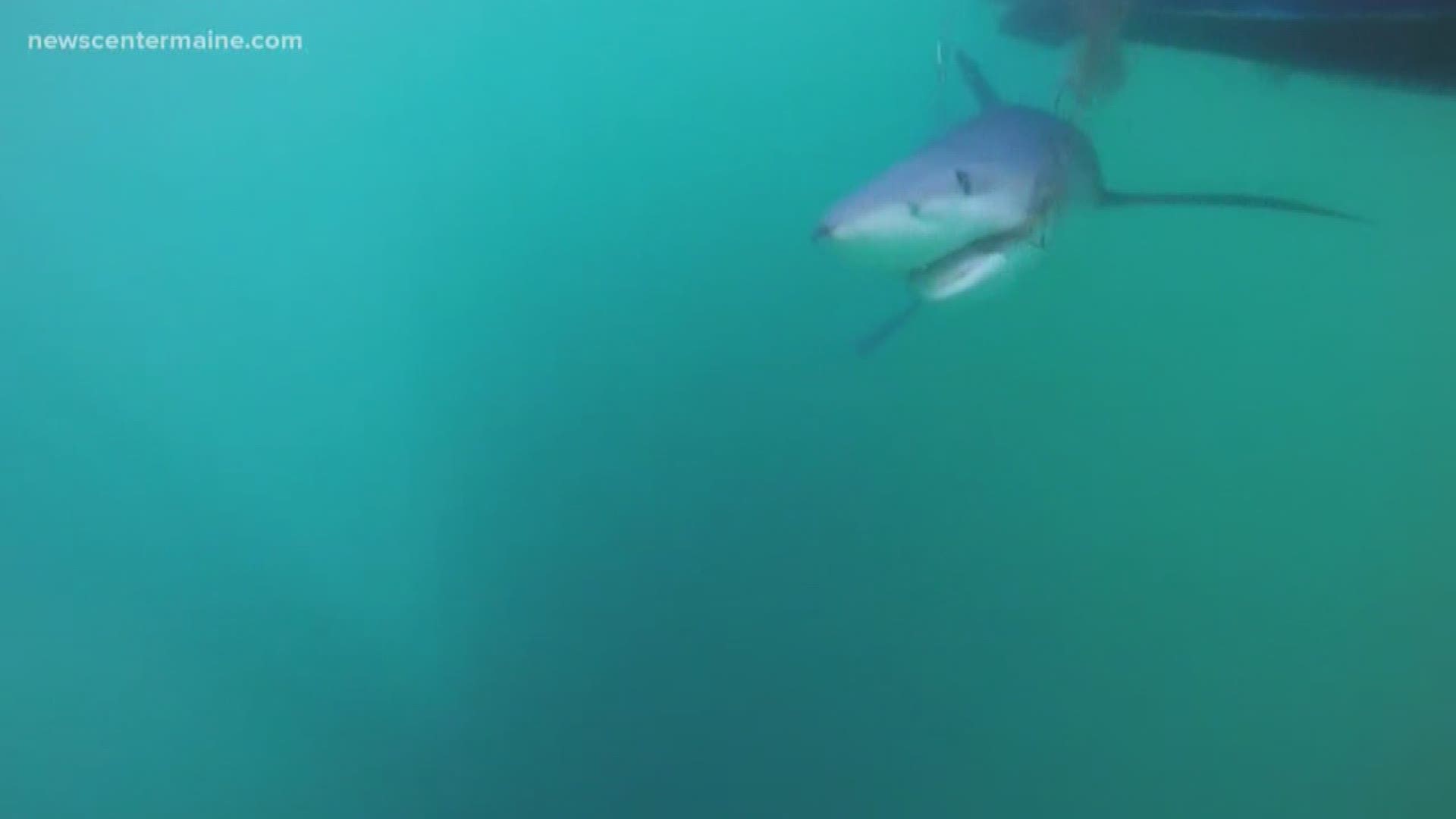 UNE SHARK TAGGING       