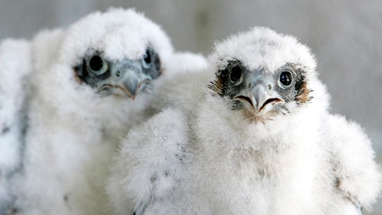 Acadia National Park closes several trails for peregrine falcon nesting ...