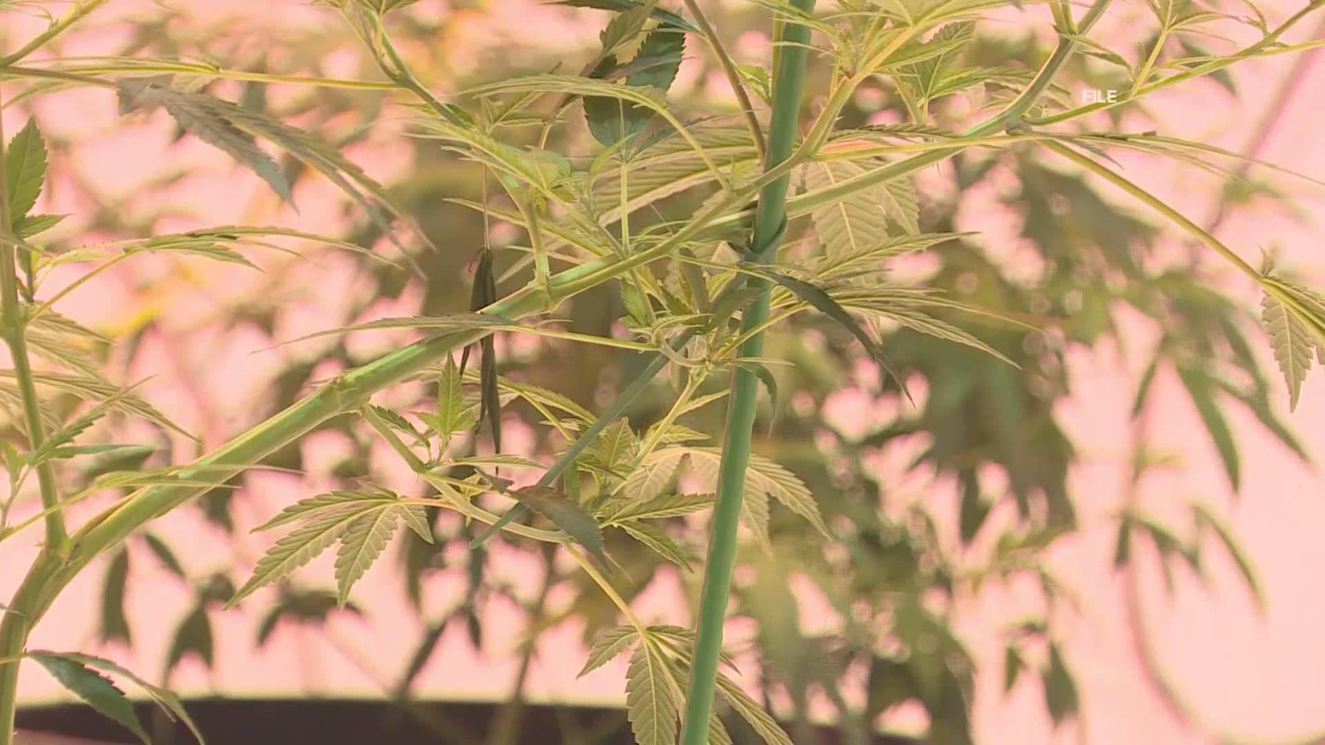 Some Maine employers no longer require marijuana tests