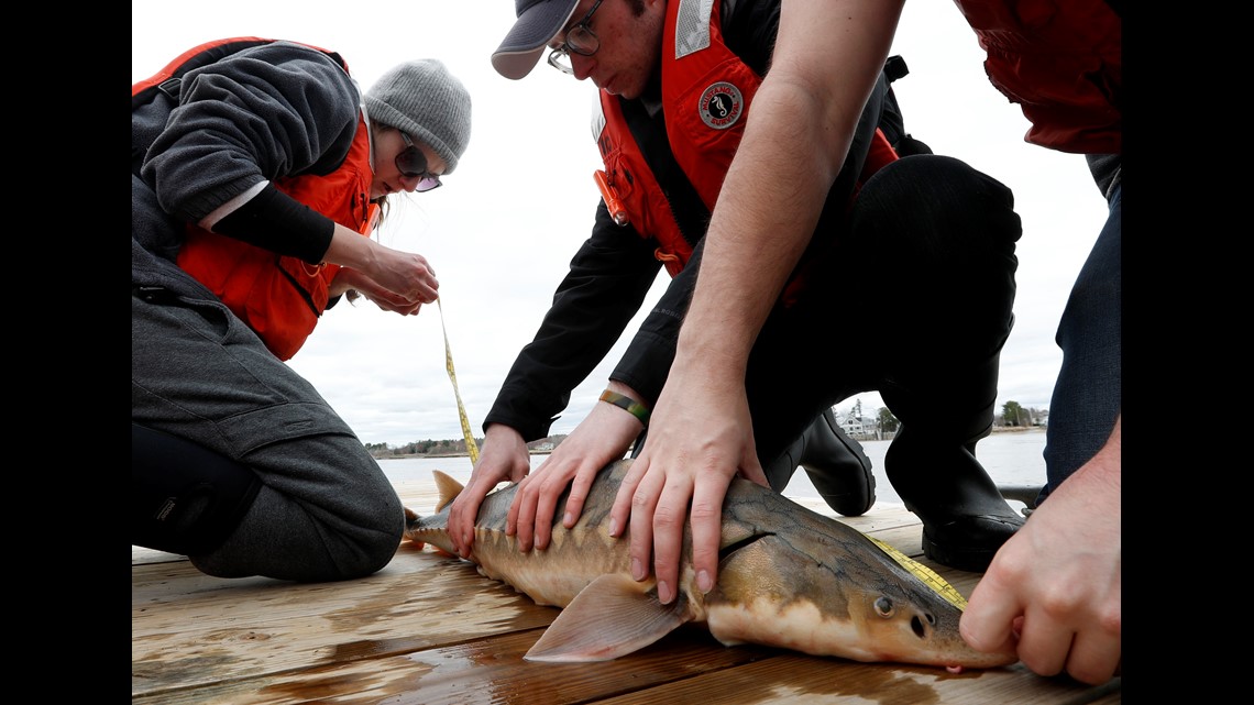 Sturgeon in Maine
