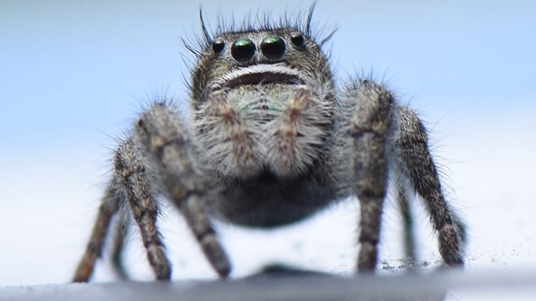 Maine is home to hundreds of spider species. Here's a guide.