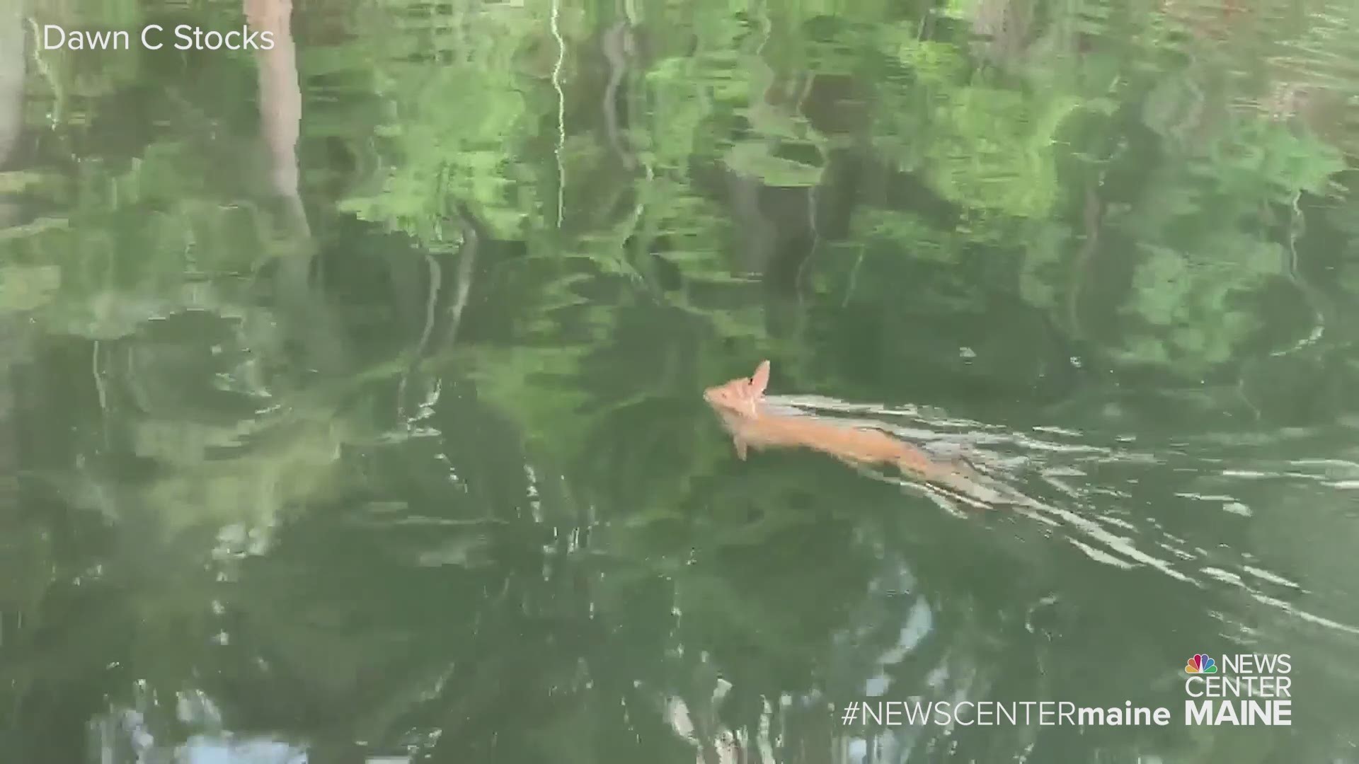 A woman by the name of Dawn came to this swimming fawn's rescue on Wednesday, July 3.