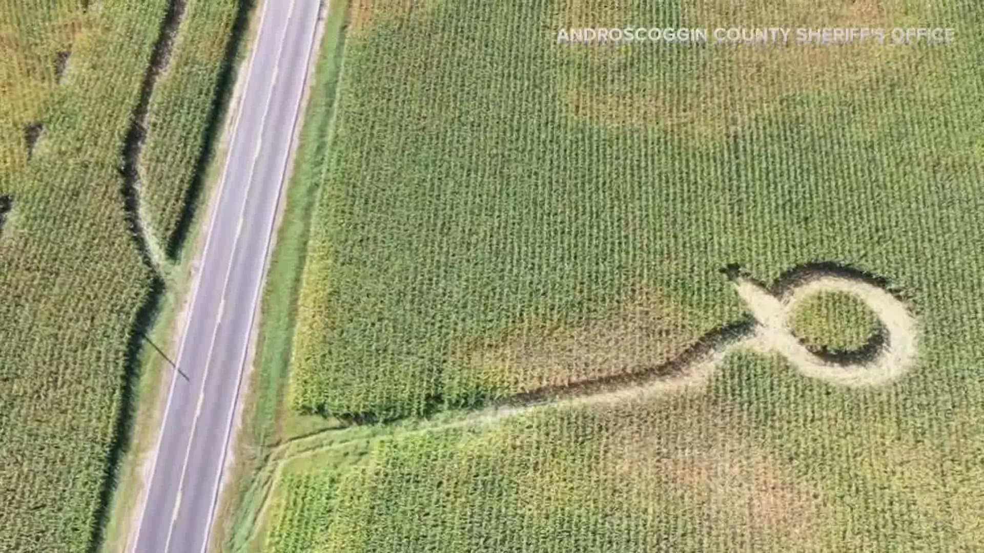 A cornfield was completely destroyed after someone drove thought it late Friday night.