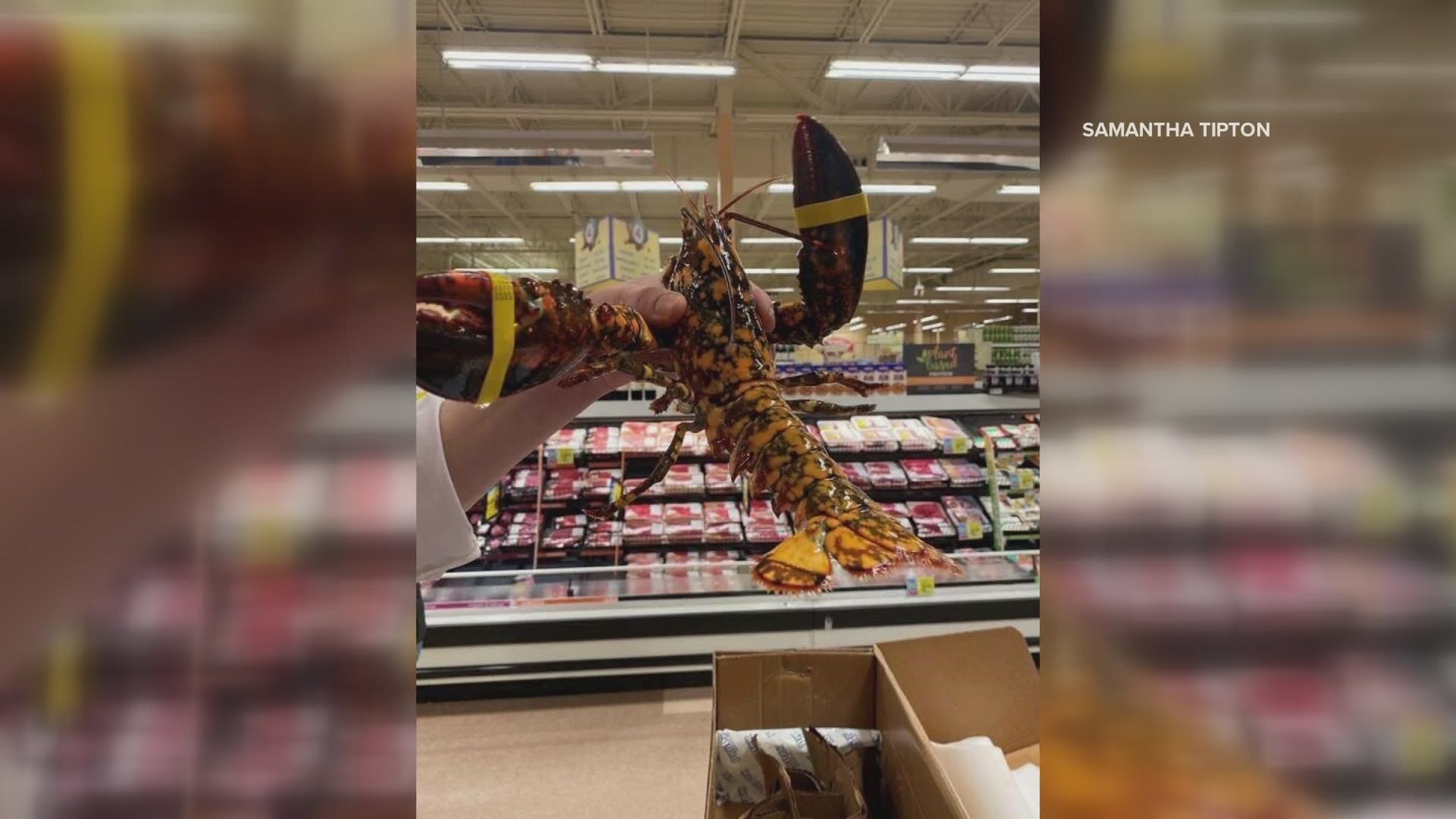 It was discovered at the Hannaford's in China, Maine. The store agreed to give the lobster to the Gulf of Maine Research Institute.