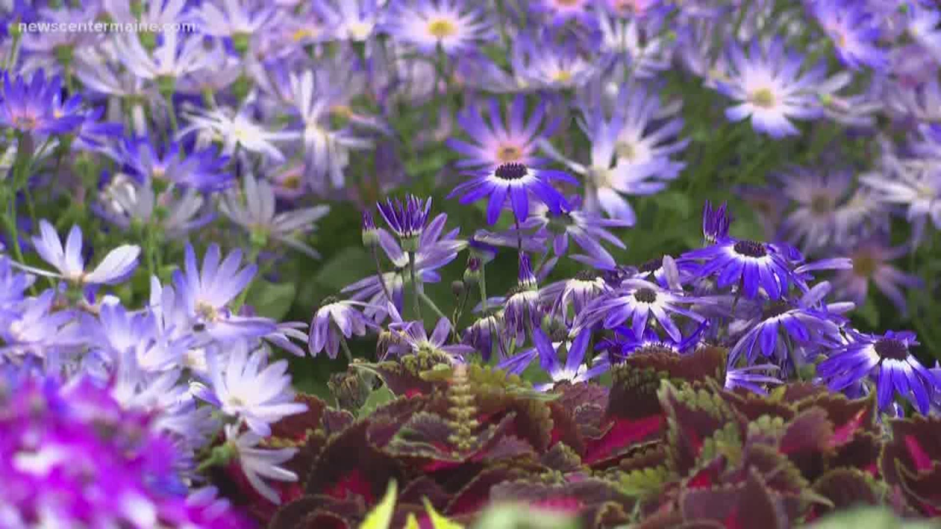 The Maine Flower Show opens Wednesday night at Thompson's Point in Portland.