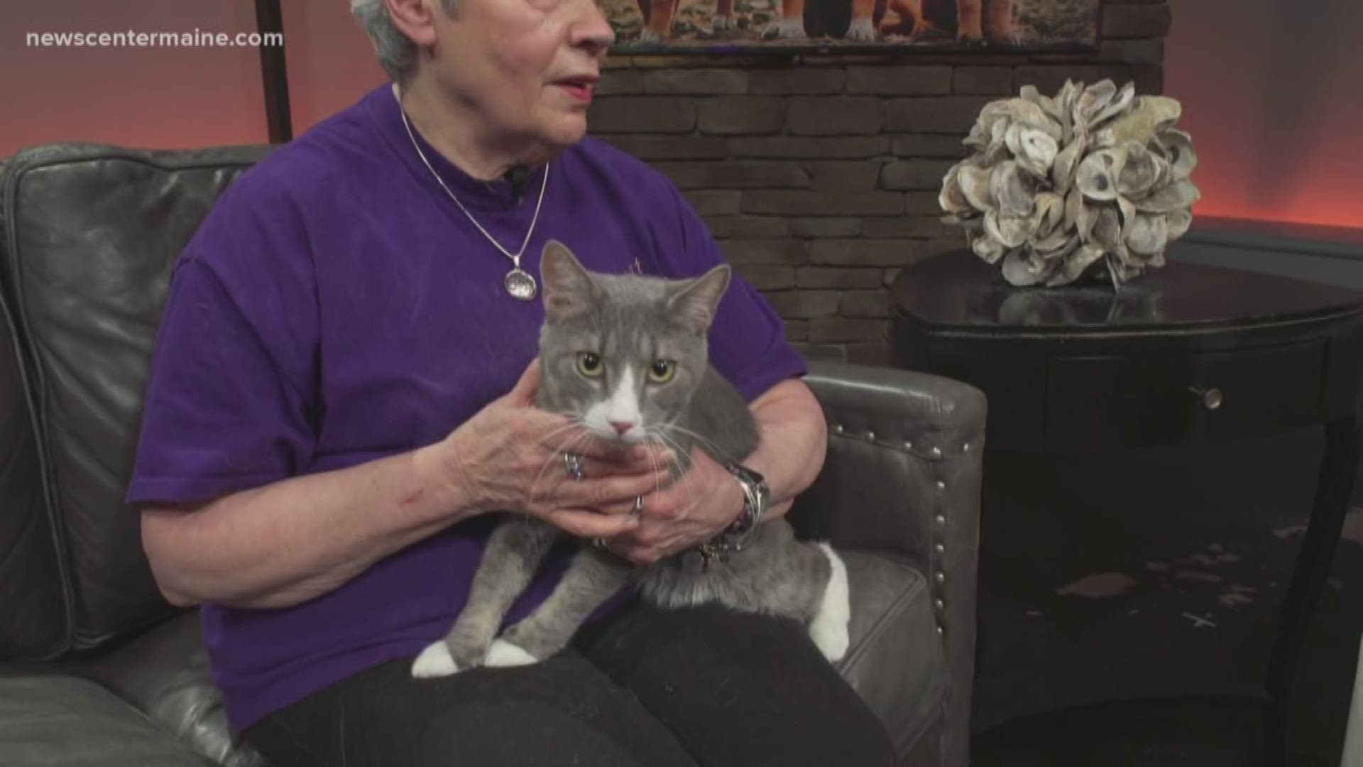 Diamond the cat is this week's featured pet on NEWS CENTER Maine's Fetch ME a Home.