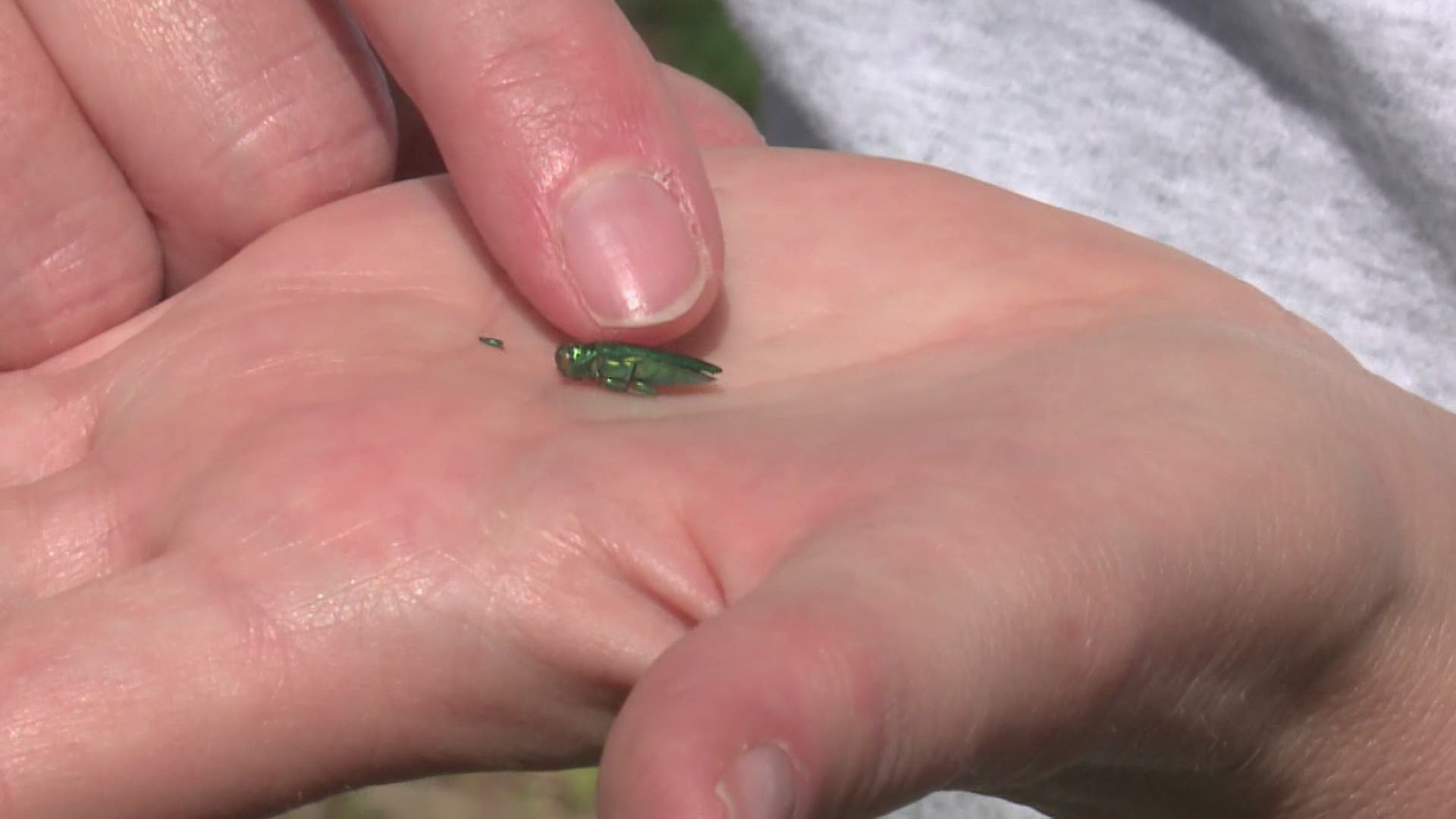 The invasive insect from Asia is a major threat to ash trees here in Maine.