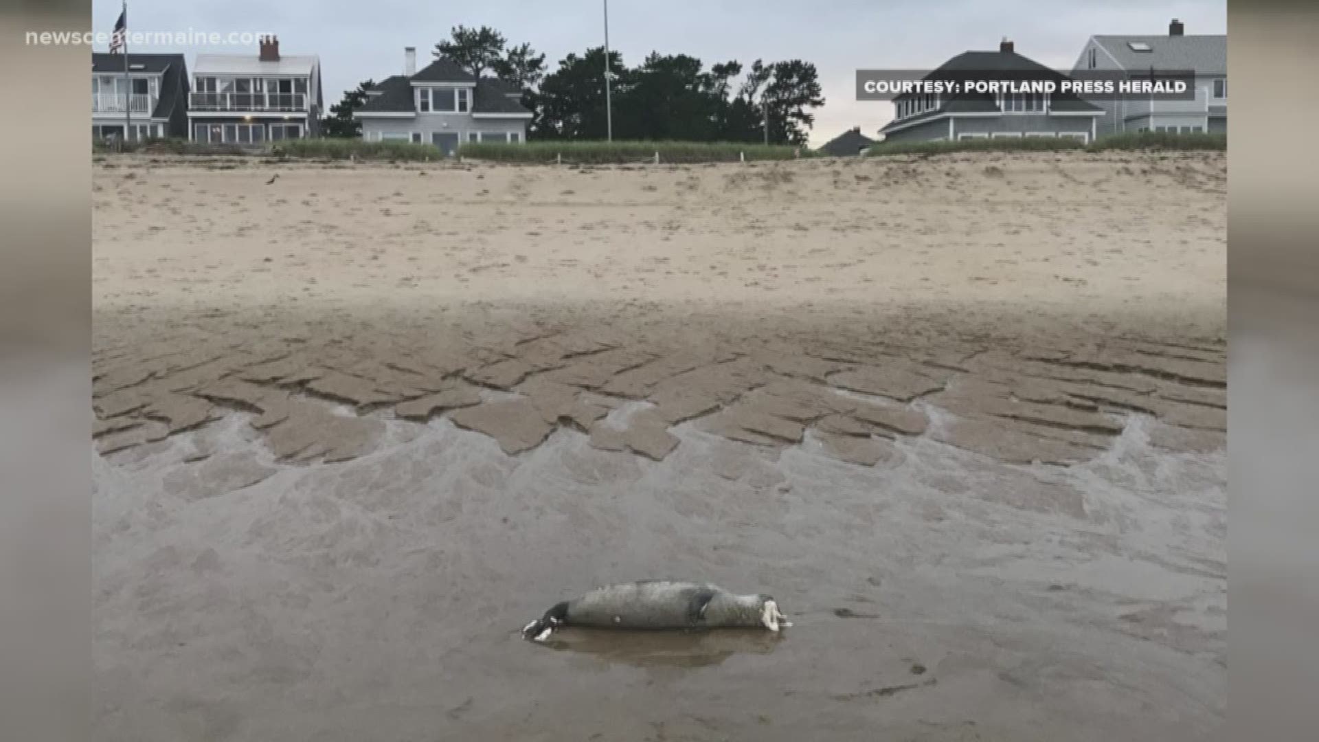 Seals dead on Maine beaches
