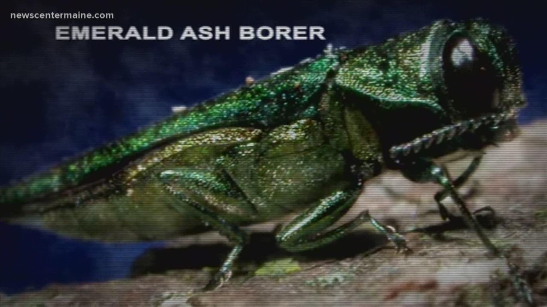 The Maine forest service is hosting a public hearing on a proposal to stop the spread of an invasive pest that jeopardizes forests and wood products.