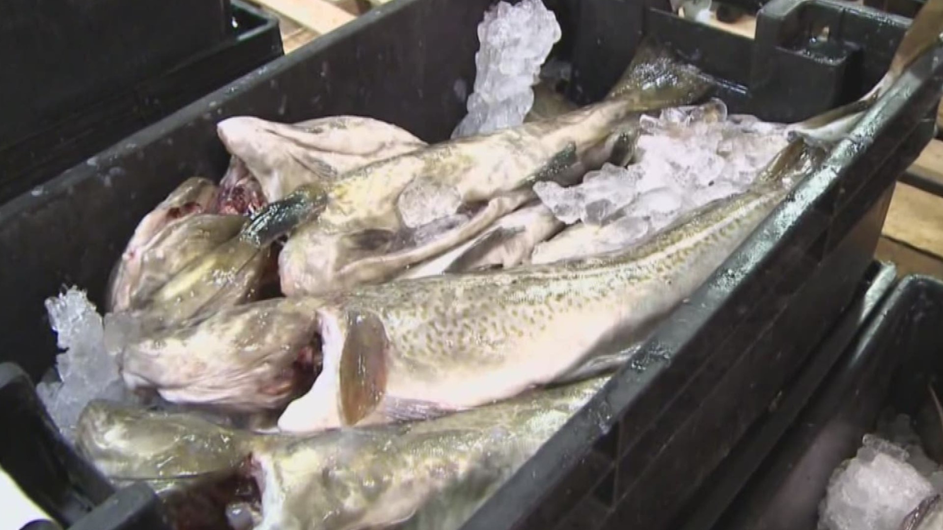 Feds shutting down cod fishing area off Gulf of Maine